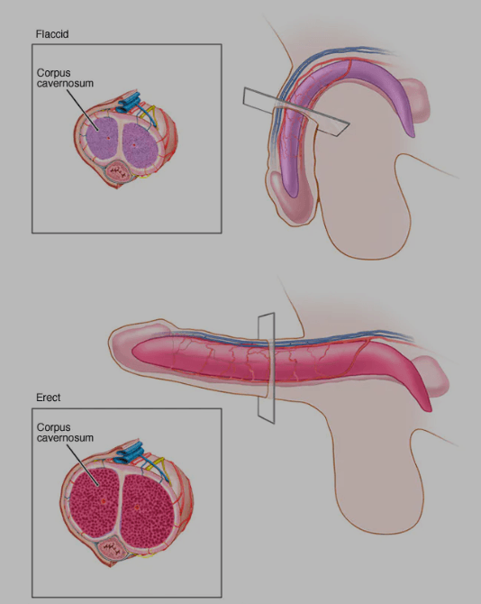 Flaccid and erect penis